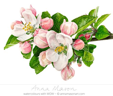 Apple Blossom Anna Mason Art