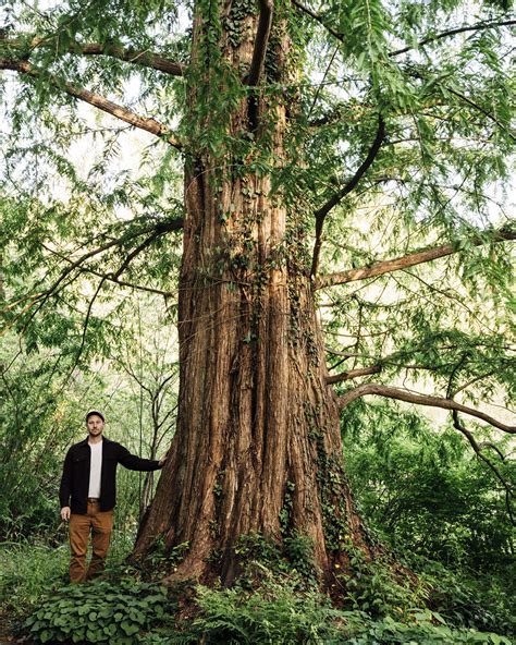 Dawn Redwood — Gathering Growth