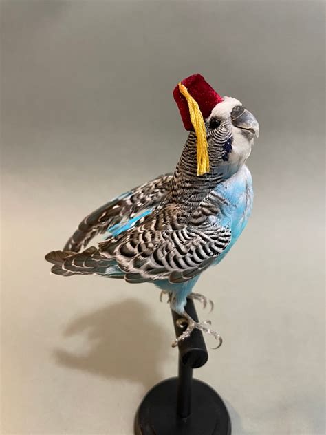 Taxidermy Blue Parakeet Wearing Fez On Perch Etsy