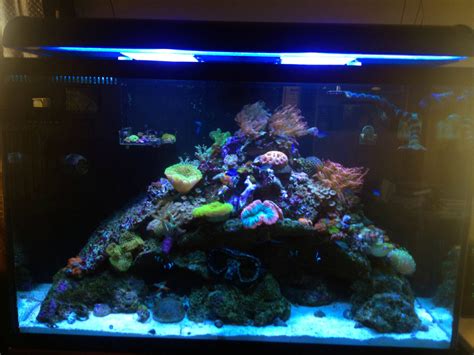 My Custom 110 Gallon Reef Tank Aquariums