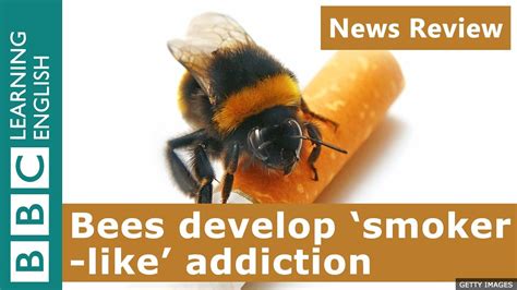 Bees Develop Smoker Like Addiction Bbc News Review Youtube