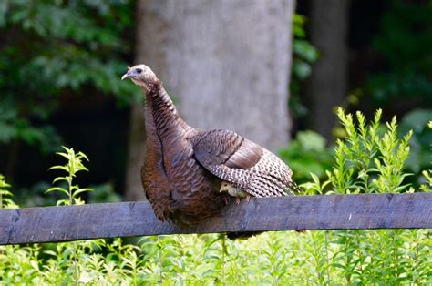 6 Fascinating Bird Facts About Wild Turkeys Birds And Blooms