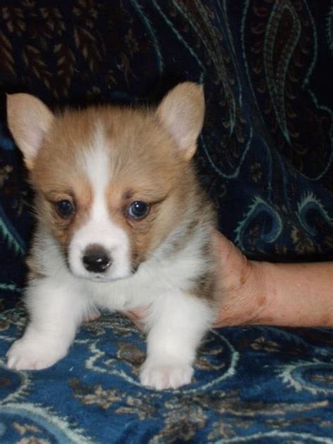 All puppies comes with all vet records, shots, deworming, rabies and health guarantee. Pomona Heights Corgis, Pembroke Welsh Corgi Breeder in ...