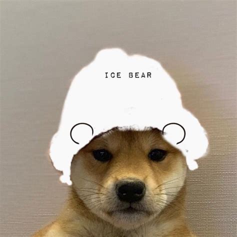 A Brown Dog Wearing A White Hat With The Words Ice Bear On Its Forehead