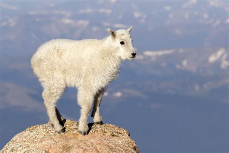 Daring Baby Goat Takes 14000ft Leap Of Faith