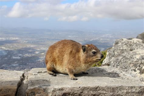 Dassie On Top Of Table Mountain