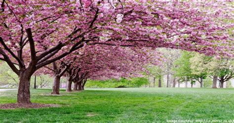 American tulip tree (2 pack). Best Landscaping Companies in Sulphur Louisiana ...