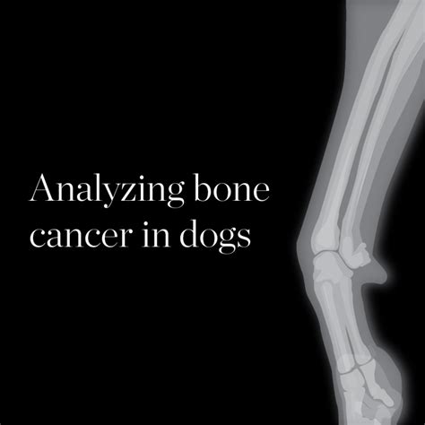 What Is The Treatment For Bone Cancer In Dogs Fibroblastic Subtype