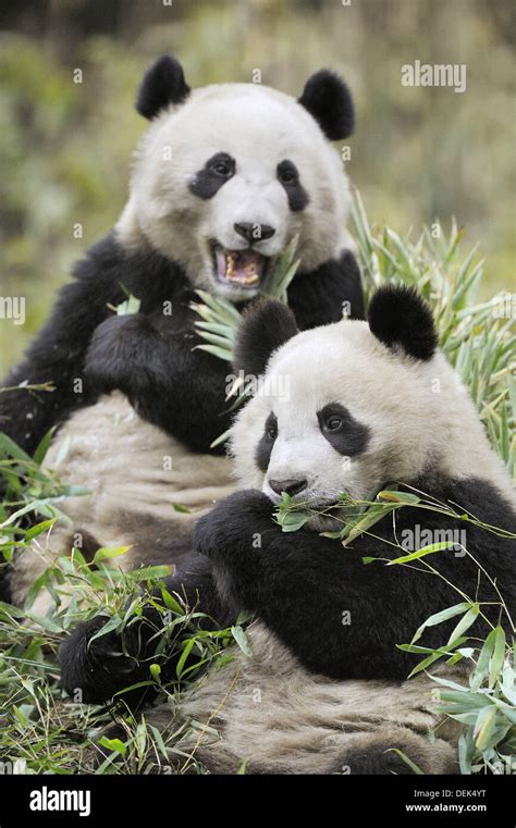 Two Subadult Giant Pandas Feeding On Bamboo Ailuropoda Melanoleuca