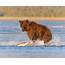 Grizzly Bear Fishing Along Silver Salmon Creek  Shetzers Photography