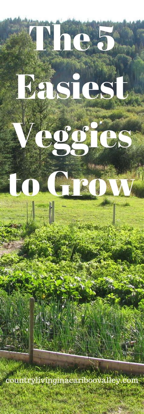 The 5 Easiest Vegetables To Grow Easy Vegetables To Grow Growing