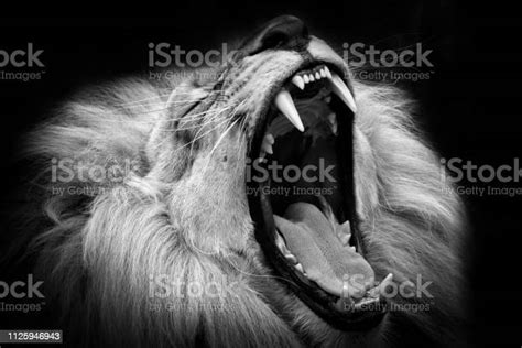 Singa Hitam Dan Putih Dengan Mulut Terbuka Foto Stok Unduh Gambar