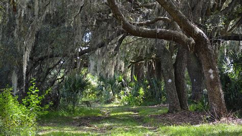 Sand Live Oak Quercus Geminata Florida Hikes