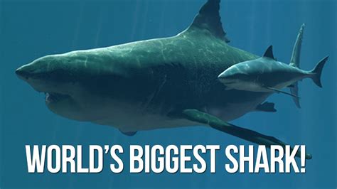 Worlds Biggest Shark On Camera Youtube