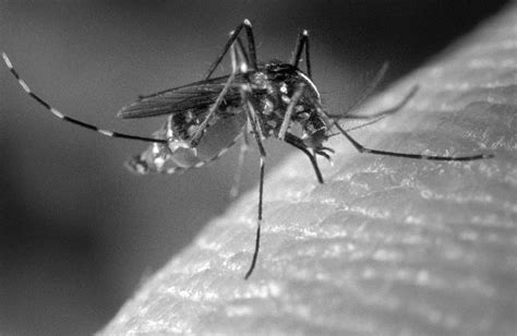 1 Asian Tiger Mosquito Aedes Albopictus Source Wikicommons