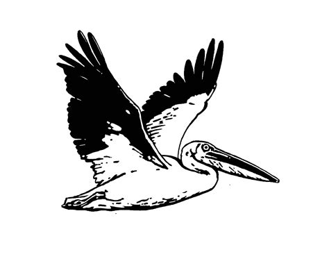Pelican Clipart Black And White Pelican Black And White Transparent