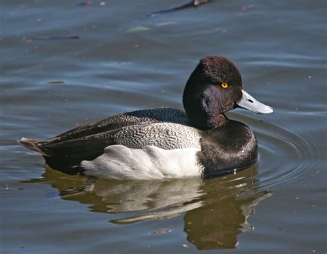 Pictures And Information On Lesser Scaup