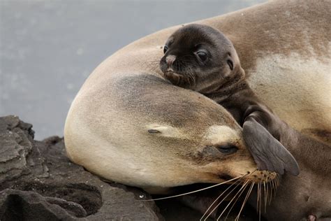 Best Time To See Baby Sea Lions In Galapagos Islands 2020