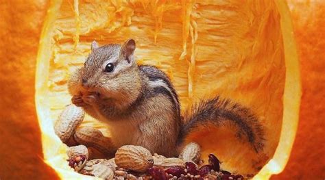 Eastern Chipmunk Having The Snack Of His Life Dyk Chipmunks Cheeks