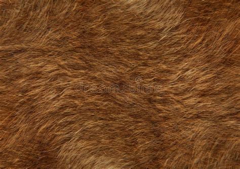 Bear Fur Hair Smooth Silky Hair Of Dog Stock Image Image Of Growth