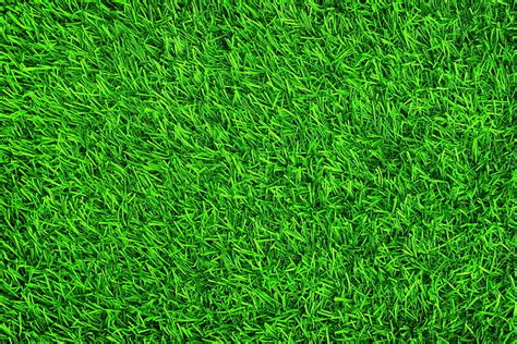 3840x2160px | free download | HD wallpaper: Close-ups of green grass ...