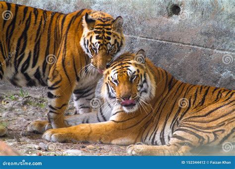 Male And Female Bengal Tiger Stock Photo Image Of Beast Hunter