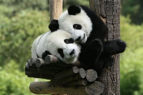 Is The Giant Panda Still Endangered
