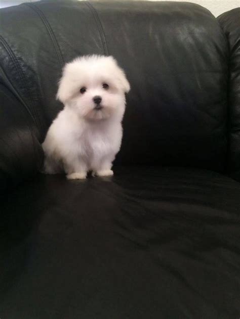 Teacup Maltese Puppies For Sale Snow White Dogs For Sale Price