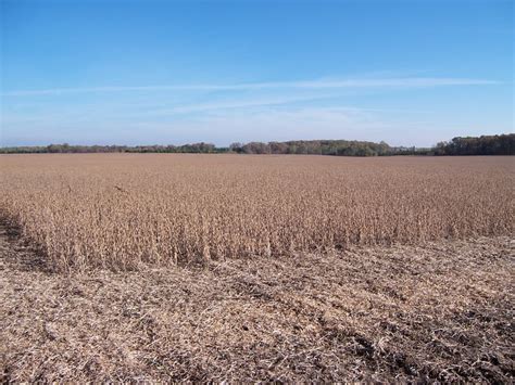 Soybean Food Plots The Best Food Plot Choice Most Of The Time Whitetail Habitat Consulting