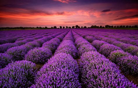 Lavender Field At Sunset Multicolour Colours Canvas