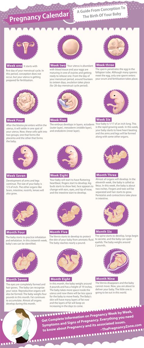 Pregnancy Calendar Infographic The Pregnancy Zone