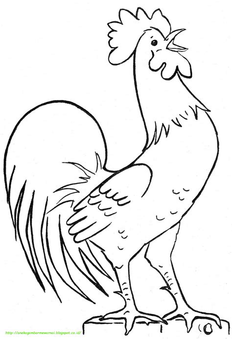 Gambar mewarnai untuk anak paud, tk dan sd sebagai contoh cara menggambar dan mewarnai. 15 Gambar Mewarnai Ayam Untuk Anak PAUD dan TK