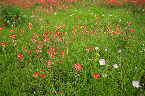 Texas Spring Posies Photograph By Lynn Bauer