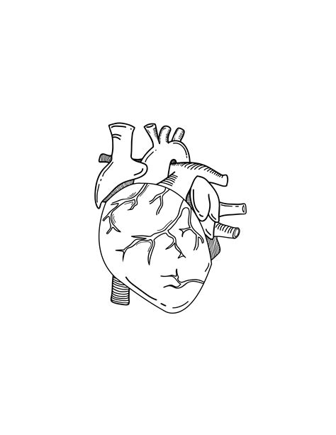 Free Heart Drawing Template Download In Word Pdf Illustrator