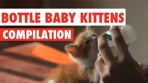 Bottle Baby Kittens Video Compilation 2017 Youtube