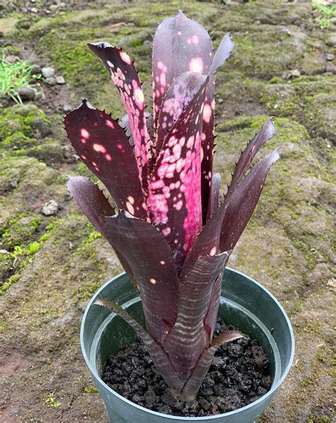 Billbergia ‘aubergine Bromeliads Hawaii Llc