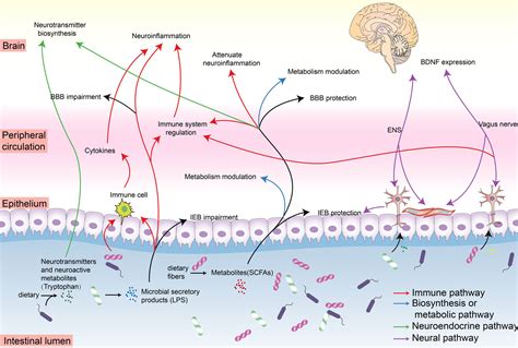 Functional Roles Of The Microbiota Gut Brain Axis In Alzheimers