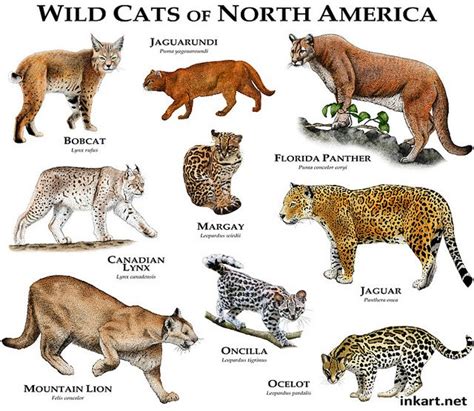 Wildcats Of North America Small Wild Cats Wild Cat Species Wild Cats