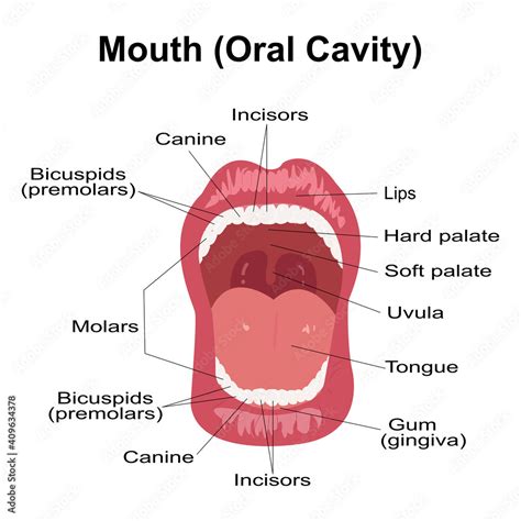 Visual Aid Of Human Open Mouth Anatomy And Dentistrystructure Of Oral