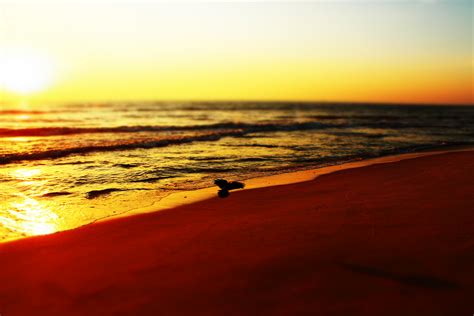Безплатна снимка плаж море крайбрежие пясък океан хоризонт слънце изгрев залез