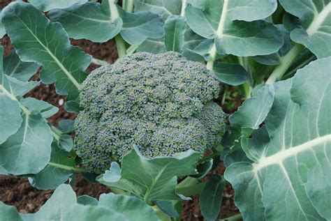 Top 12 Vegetables To Grow For Starting A Winter Garden