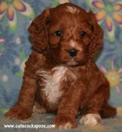 Parents are a tri colored and merle. Red, Apricot, Merle, Sable, Parti, Tri-Colored Cockapoo ...