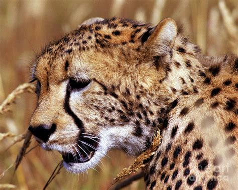 Cheetah Head Photograph By Robert Chaponot Fine Art America