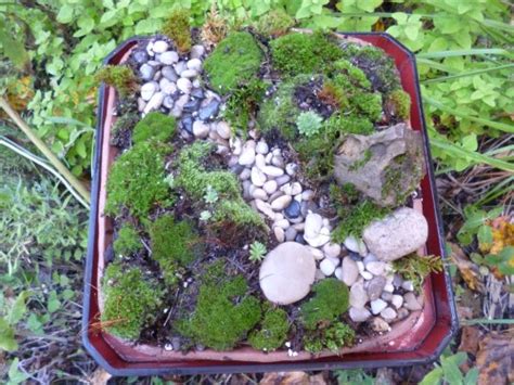 Miniature Moss Garden A Tiny Dry Streambed Less Than A Foot Square