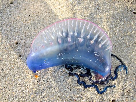 Weird Jelly Fish Erik Jaeger Flickr