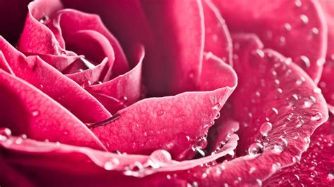 Red Rose Flower With Water Dew Hd Wallpaper Wallpaper Flare