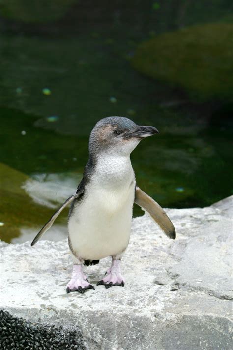 Change To Dog Access Bylaw Protects Endangered Penguins
