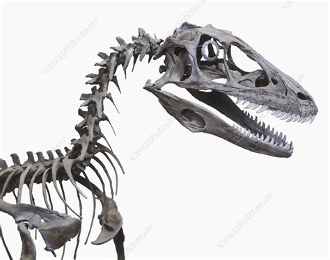 Skeleton Of A Deinonychus Stock Image C0242039 Science Photo Library