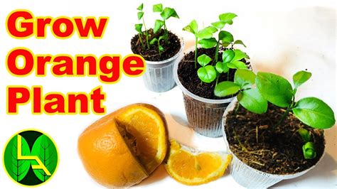 How To Grow Orange Plant At Home In Easy Steps Youtube