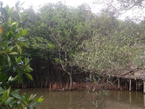 Mangrove Wonorejo Penjaga Ekosistem Pamurbaya